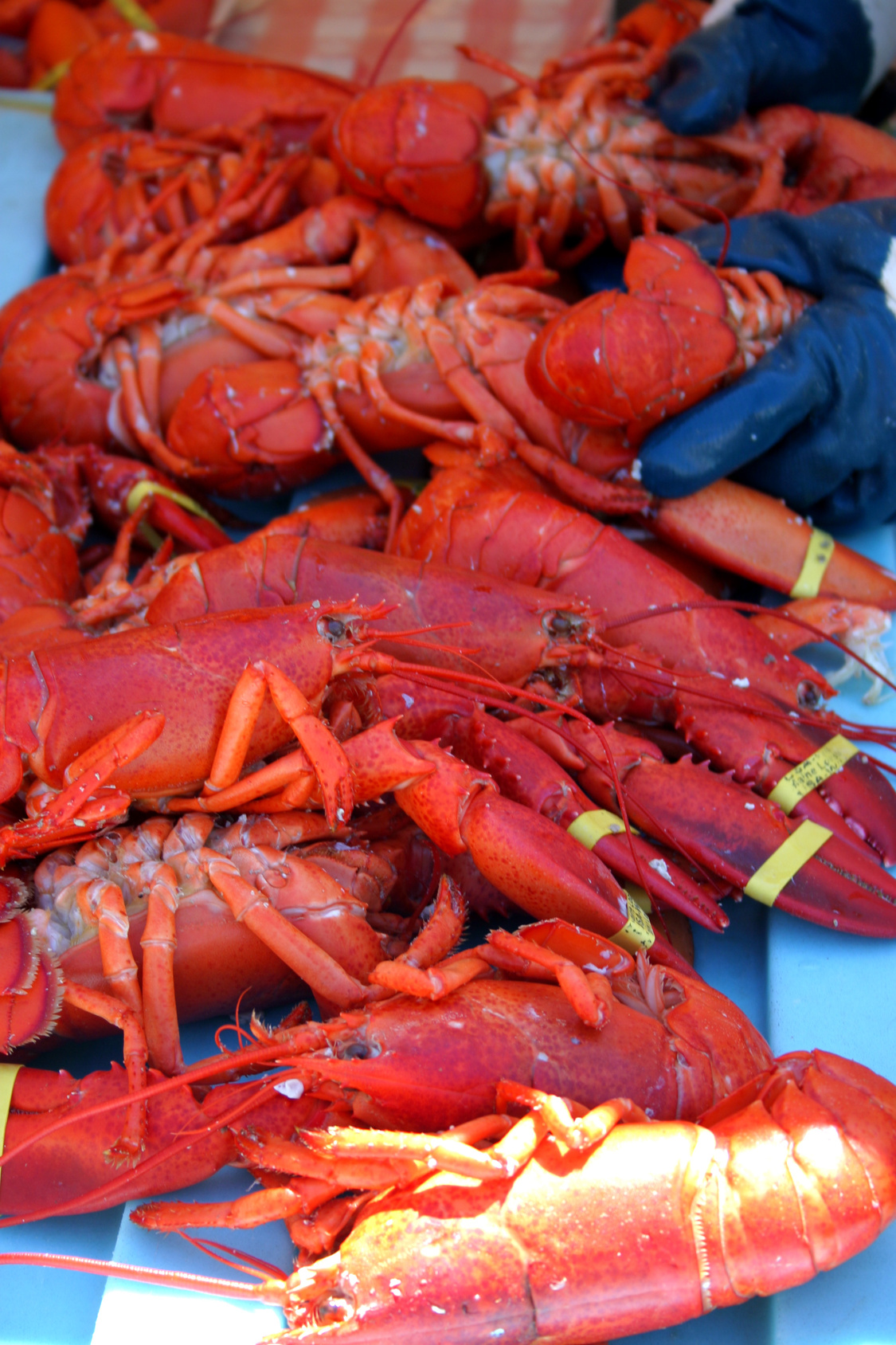 Make Sure to Check out The Redondo Beach Lobster Festival! Brighton